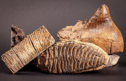 Ancient fossilized wood pieces with striped patterns, cracked textures, and earthy tones, evoking prehistoric wonder.